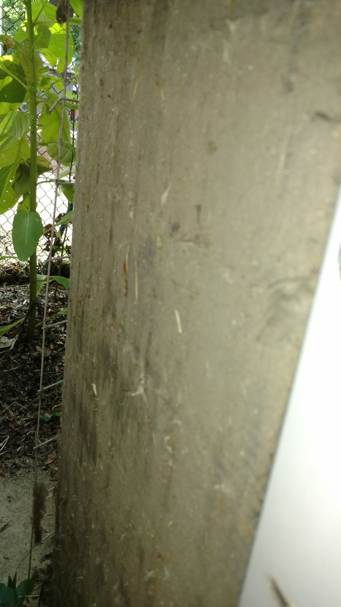 Gray concrete wall next to a wire fence and foliage.