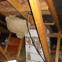 wasp nest removal Droitwich