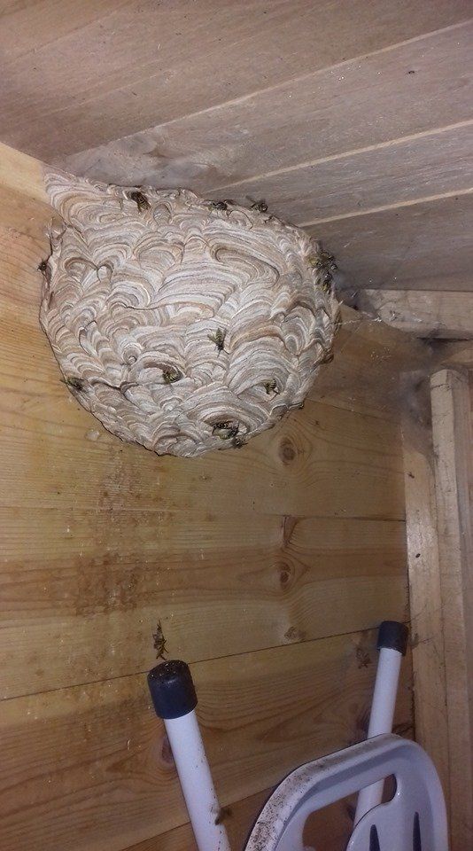 wasp nest removal Worcester