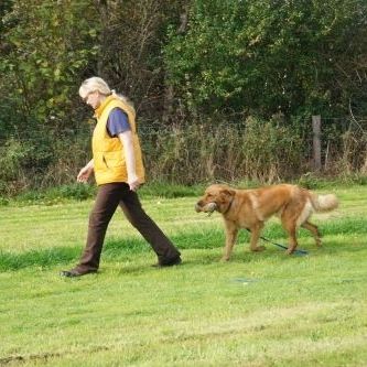 Auslastung und Bewegung für den Hund