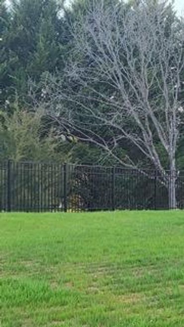 A fence surrounds a lush green field with trees in the background.