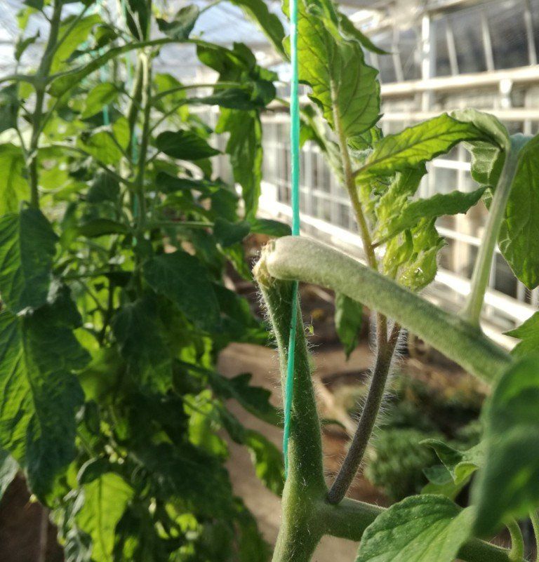 Einde tomatenteelt, tomatenplanten koppen, tomatenplanten koppen,