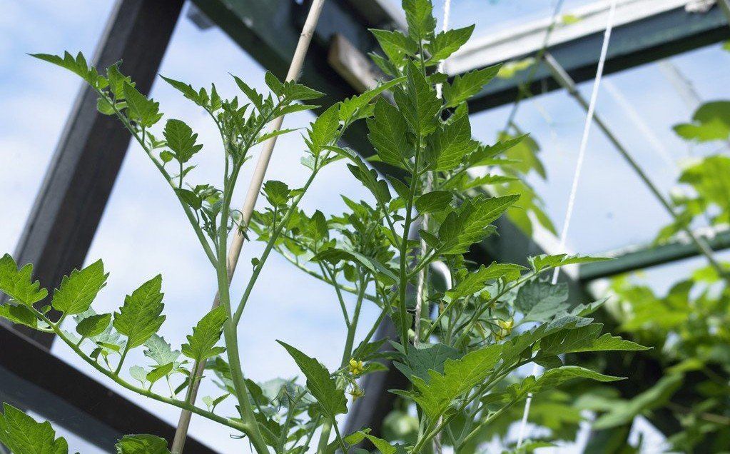 tomaten dief, tomaten stekken,
