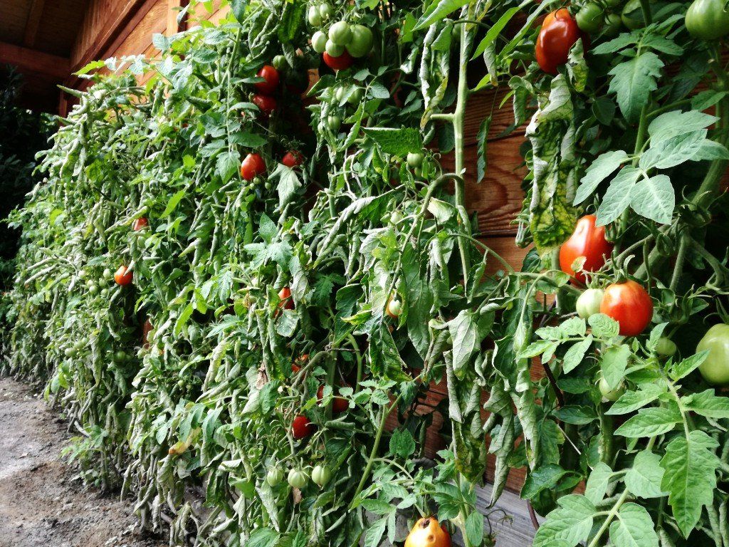 Buiten tomaten kweken