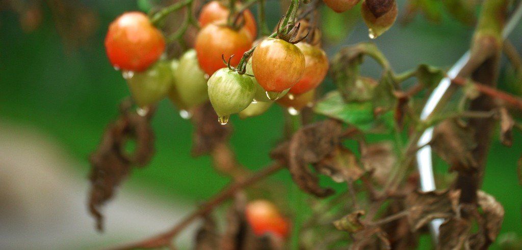 phytophthora, buiten tomaten kweken,