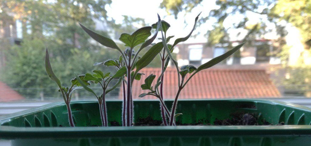 Tomaten einfach anbauen, Tomatenpflanzen wachsen
