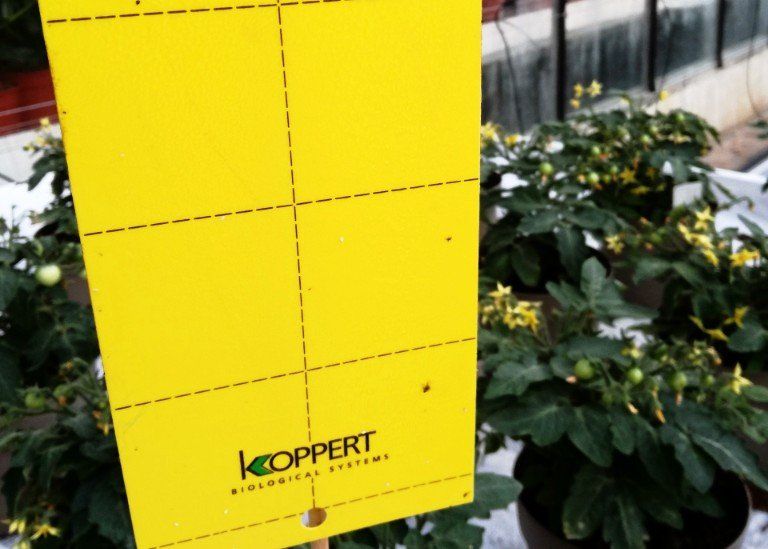 witte vlieg, wittevlieg, gele vangplaat,