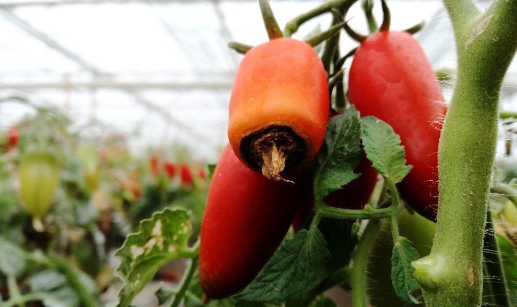 Blütenendfäule, Kalziummangel bei Tomaten
