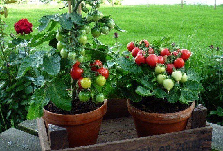 zaadvast, F1, heirloom, tomatenras