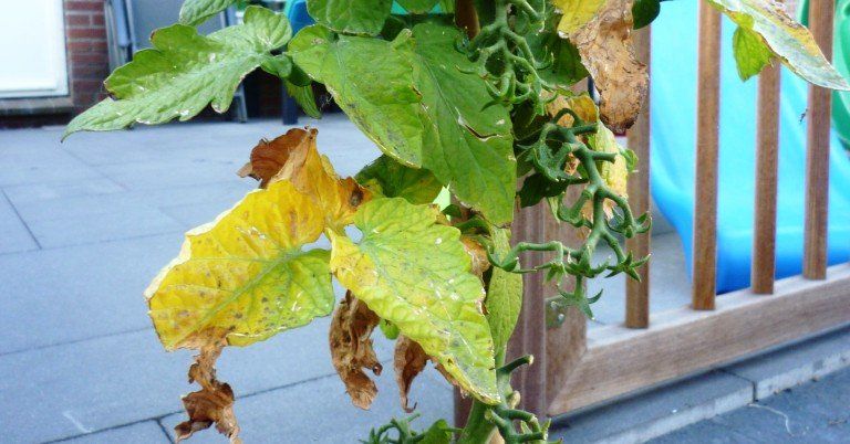 gelbe Tomatenpflanzen, Stickstoffmangel,