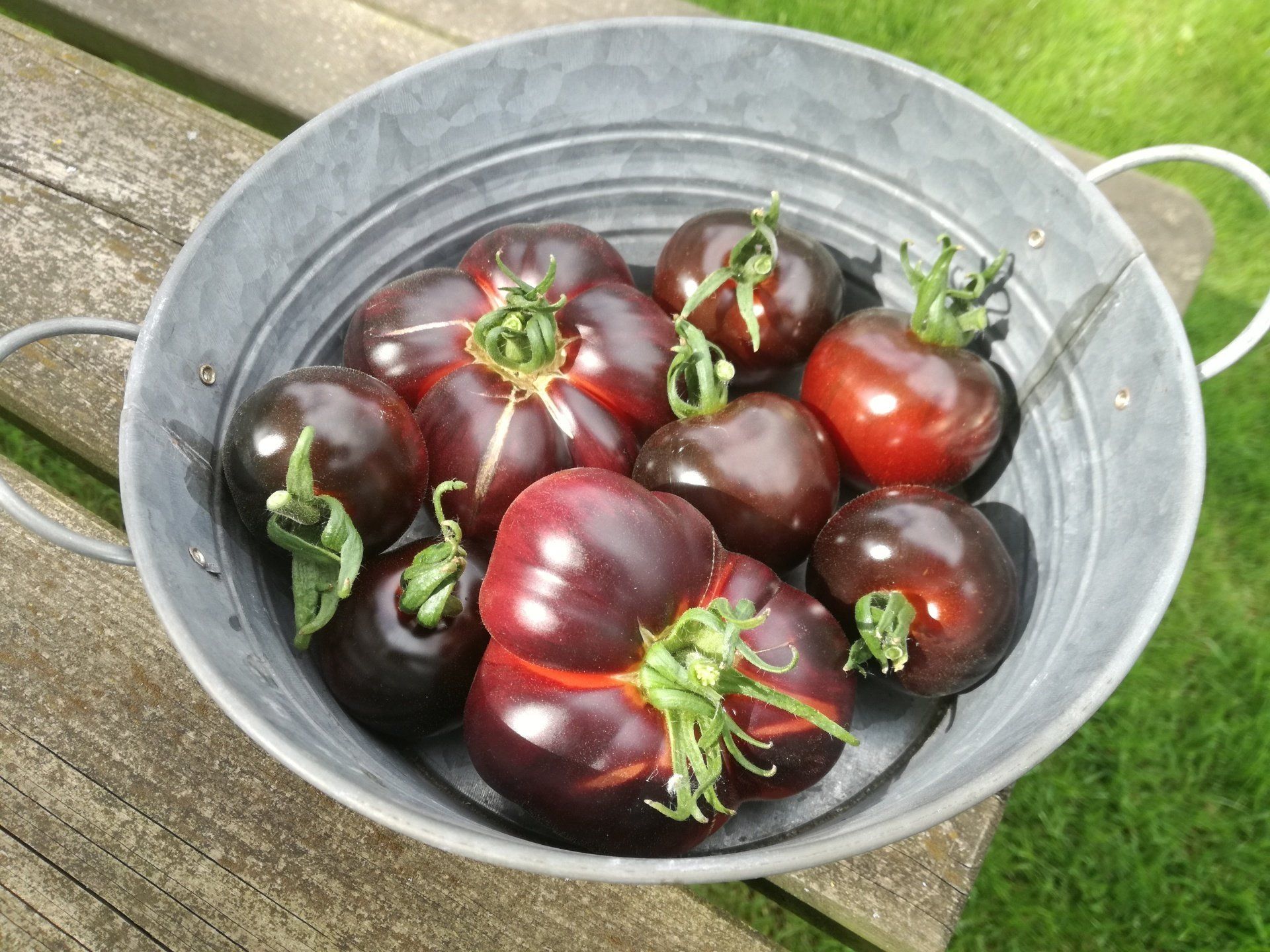 tomatenzaden, tomatenrassen, matina, tomatenzaad, zaad, zaden