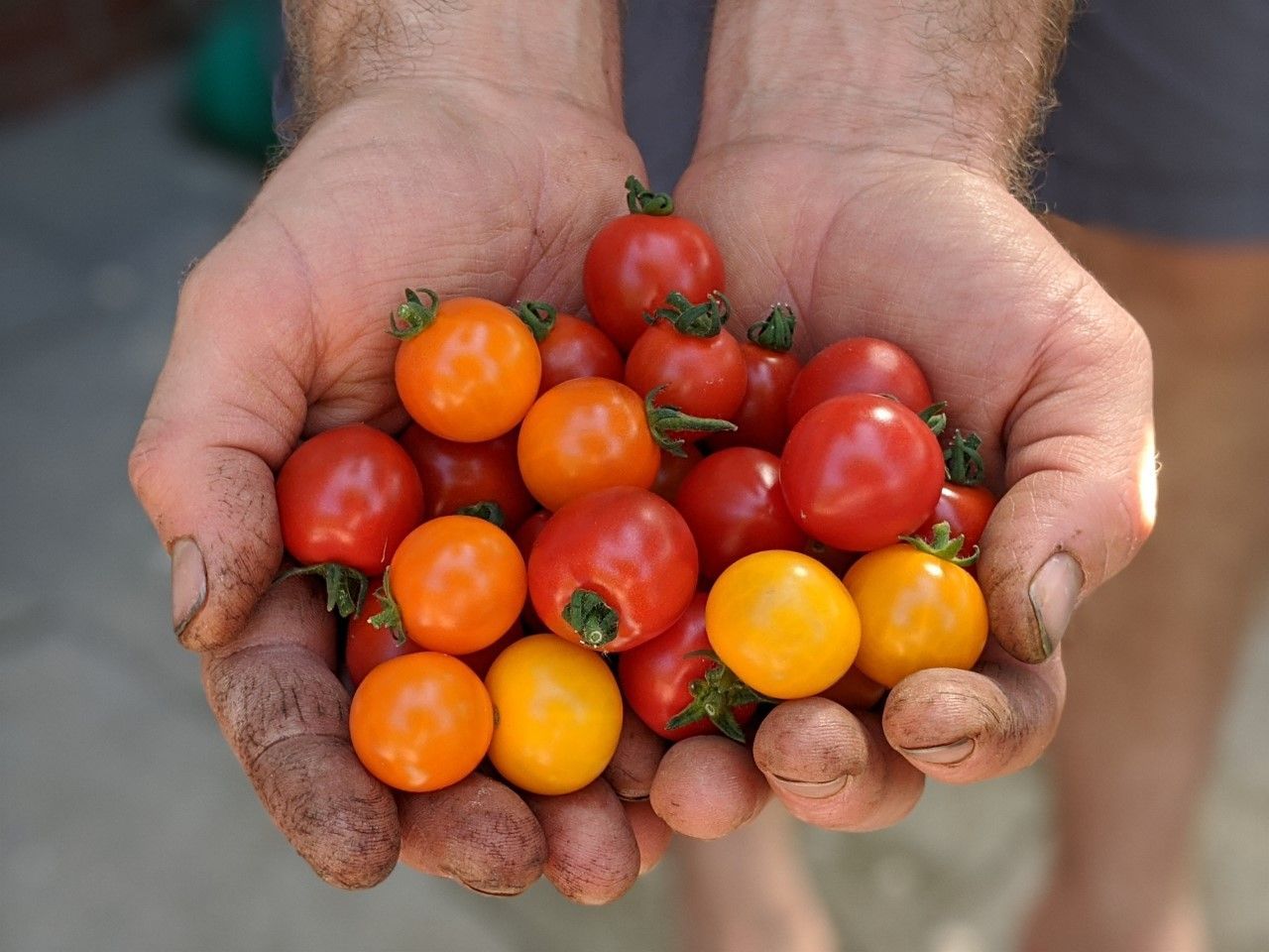 Handen die een handvol vers geplukte cherrytomaten vasthouden, in verschillende tinten rood, oranje en geel.