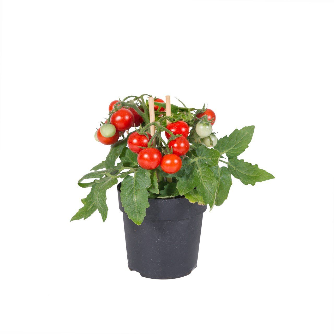 Farmzy Red Love tomatenpflanze