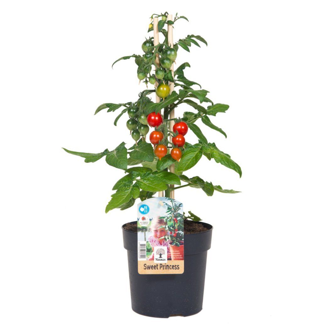 Farmzy Sweet Princess,