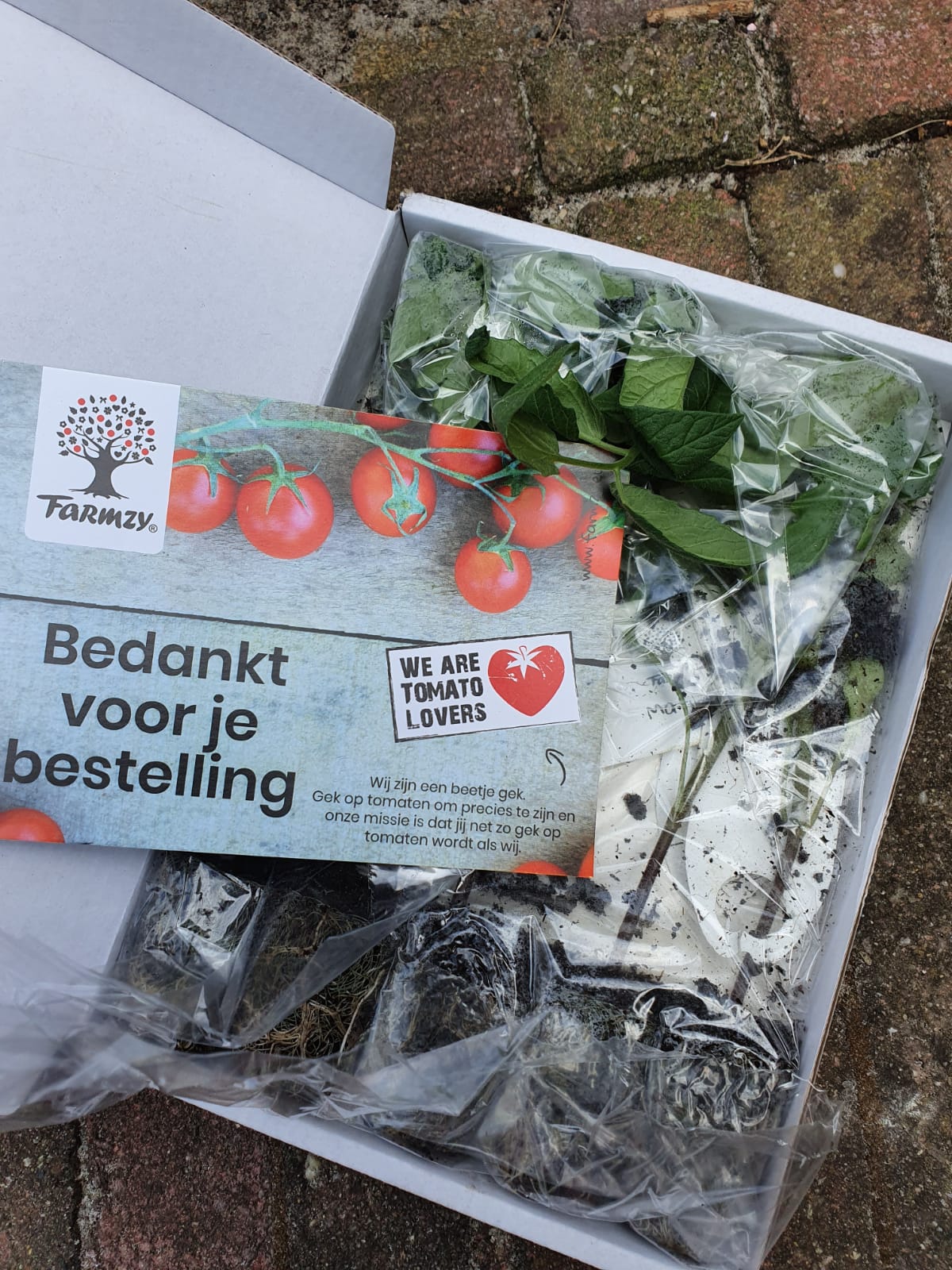 jonge groenteplanten, tomatenplanten, jonge groenteplanten bestellen, tomatenplanten online bestellen,