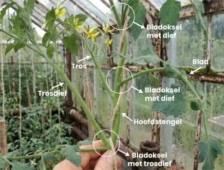 Geannoteerd diagram van een tomatenplant met stengels, bladeren, bloemtrossen, dieven en een trosdief.