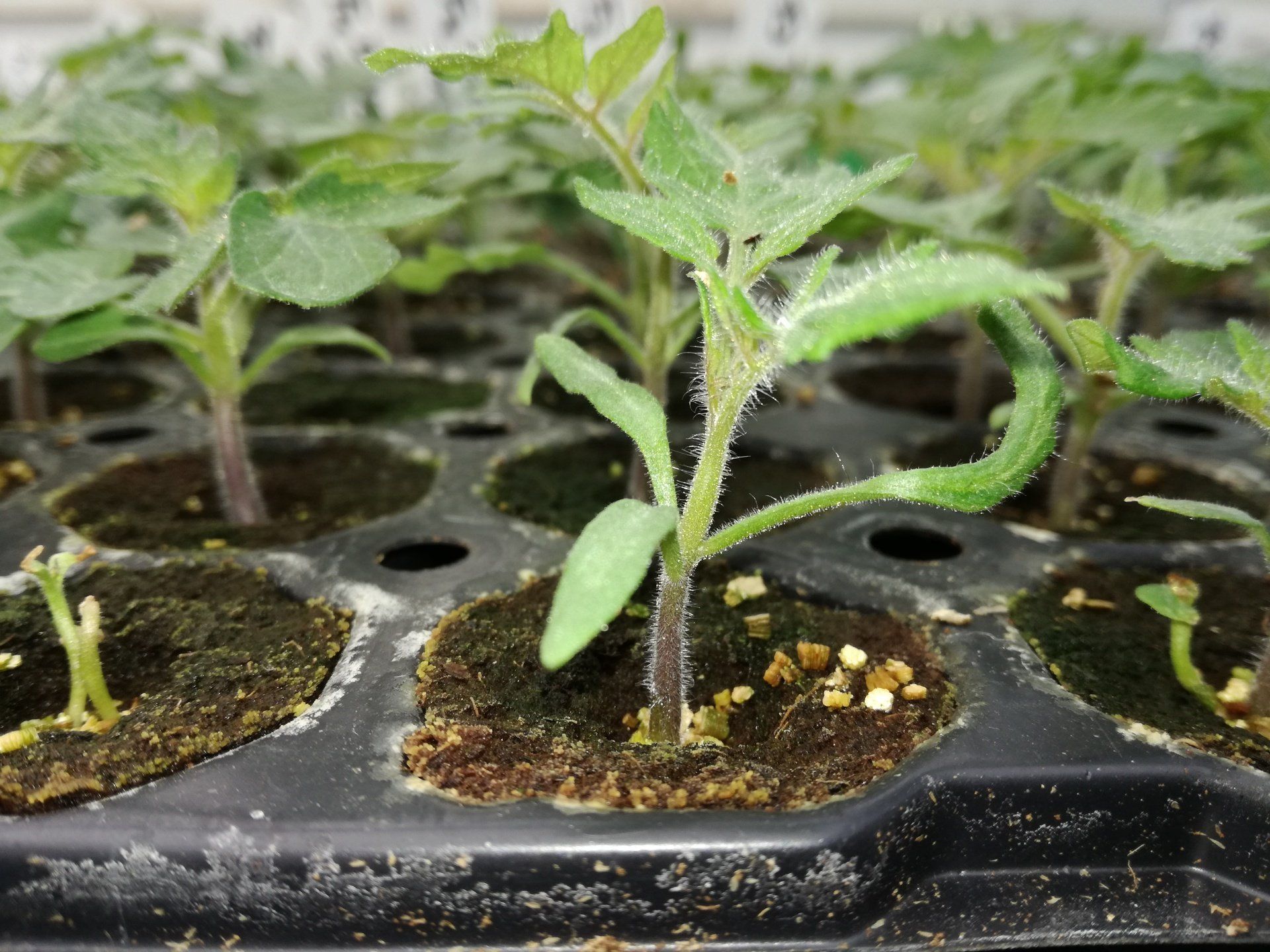 tomatenzaden, tomatenrassen, matina, tomatenzaad, zaad, zaden