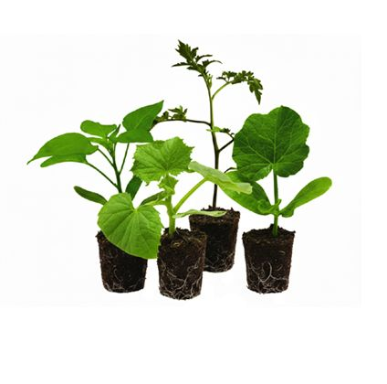 Jonge groenteplantjes in aarde pluggen, klaar om te worden uitgeplant.