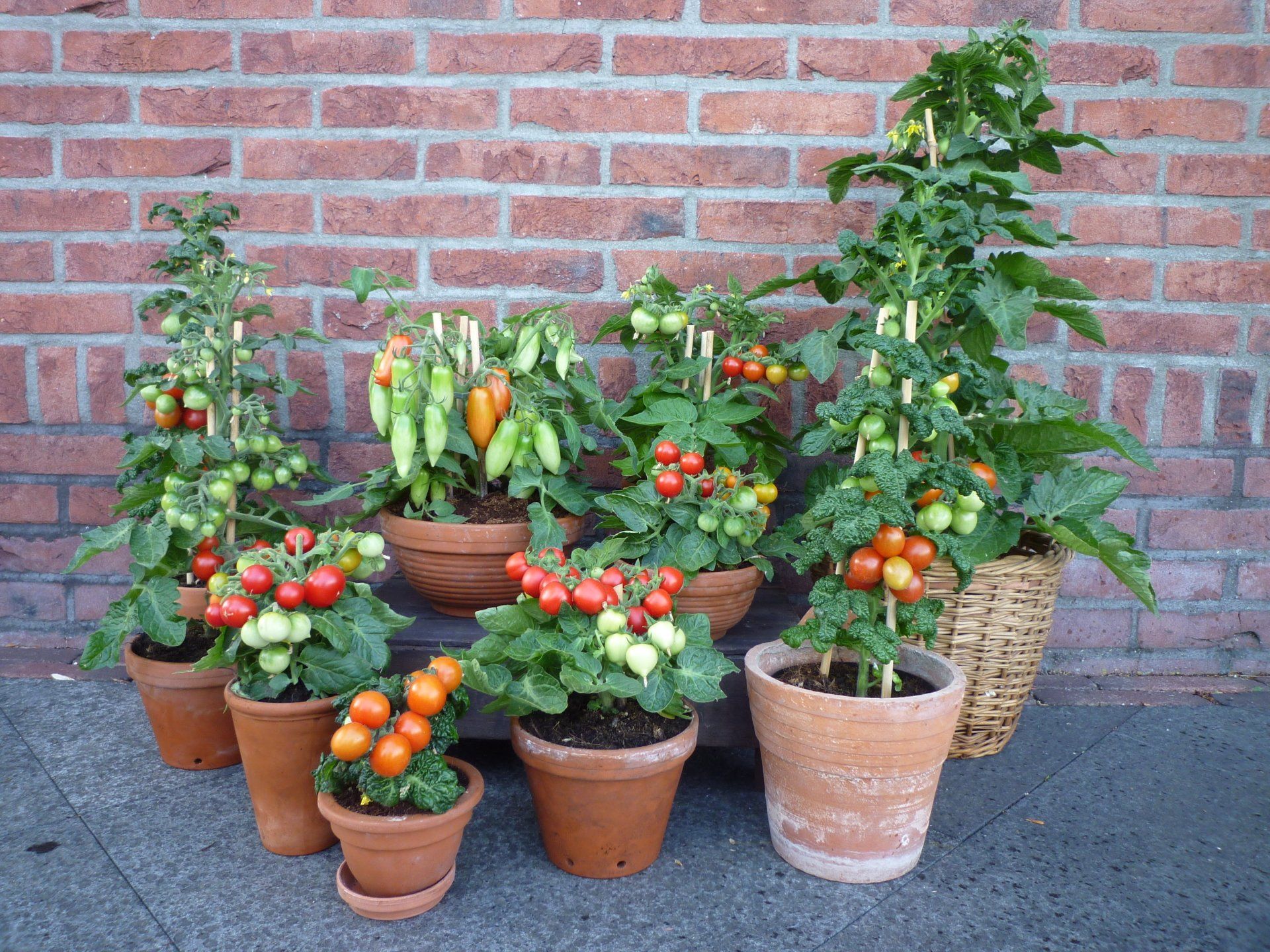 tomatenplanten kweken in potten