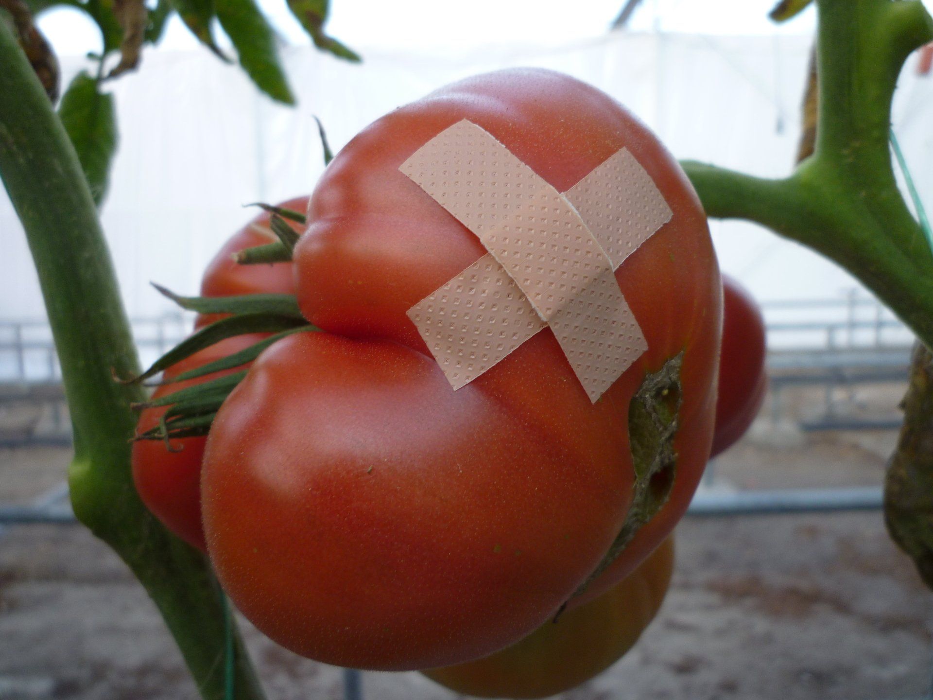 Tomatenplant ziektes, zieke tomatenplant, plagen, ziektes