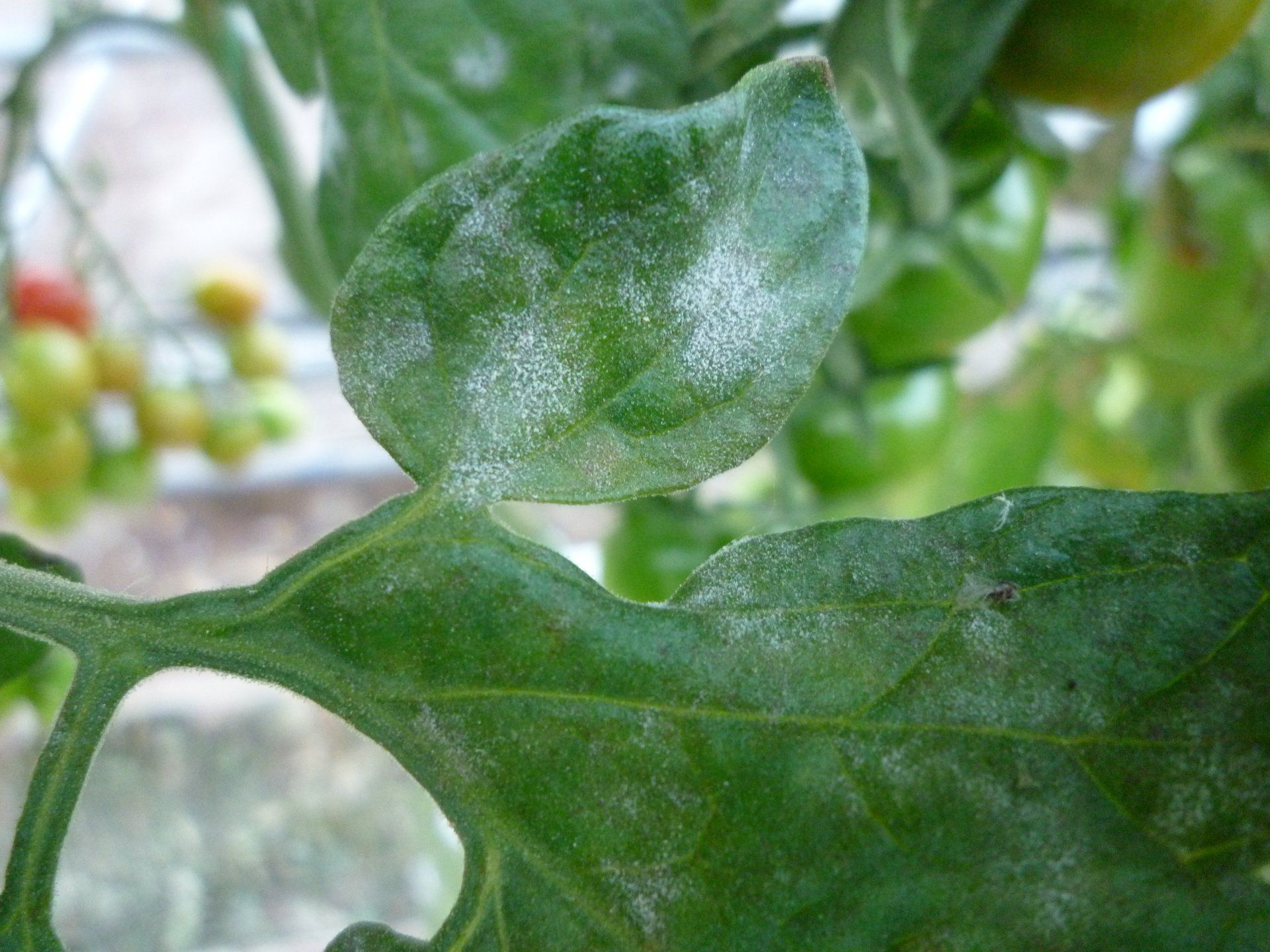 Meeldauw, wit in tomatenplanten,