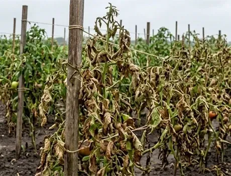 Tomaten met zware aantasting van phytophthora in een moestuin.