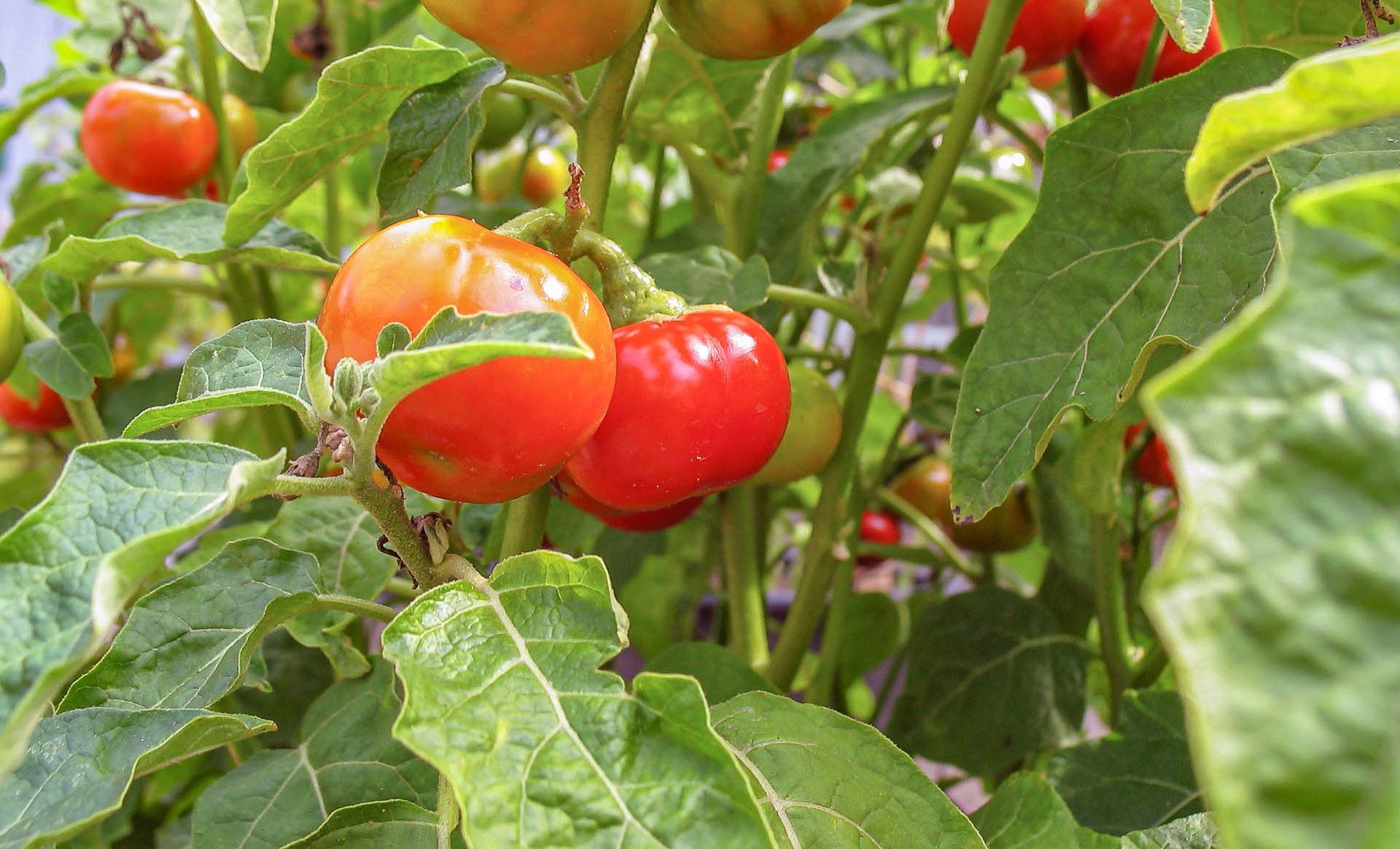 Kannibaaltomaat, Solanum uporo