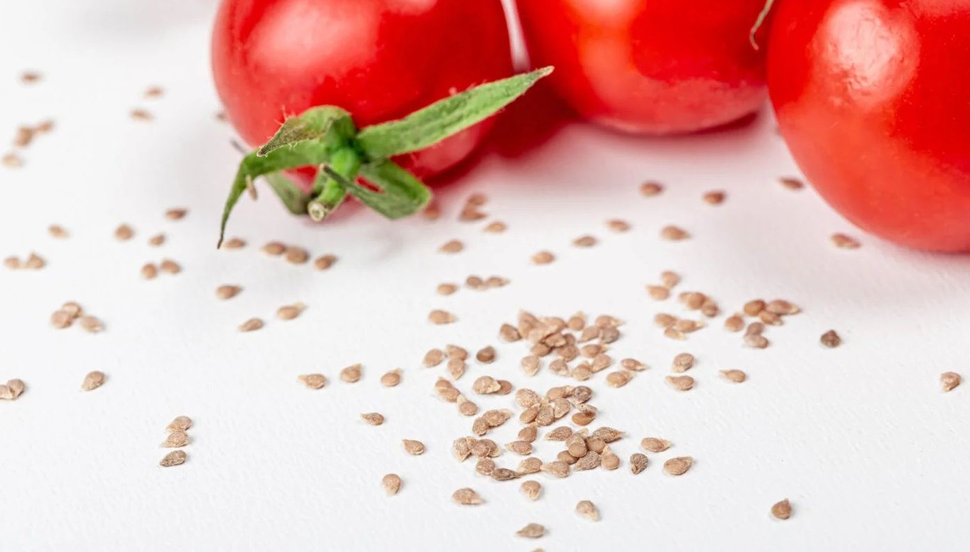 Een hand die een langwerpige, groene en rode tomaat aan de tros vasthoudt.