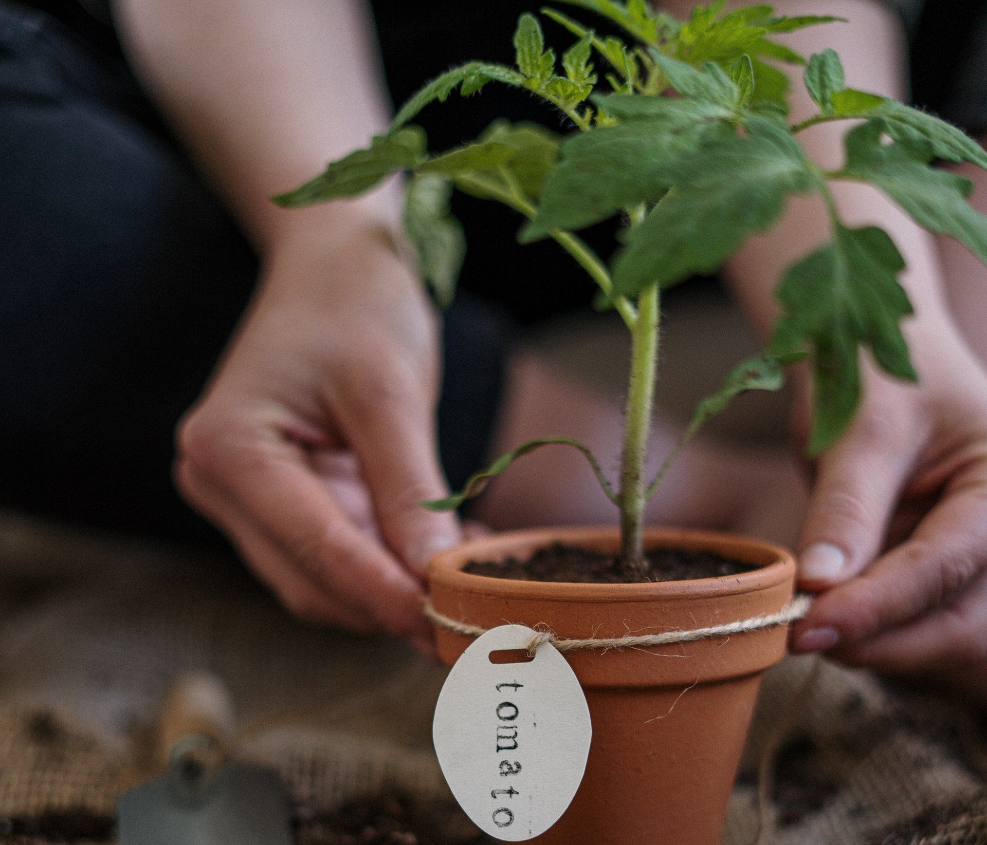 Bovenaanzicht van een bak met jonge tomatenplantjes met groene bladeren en donkere aarde.