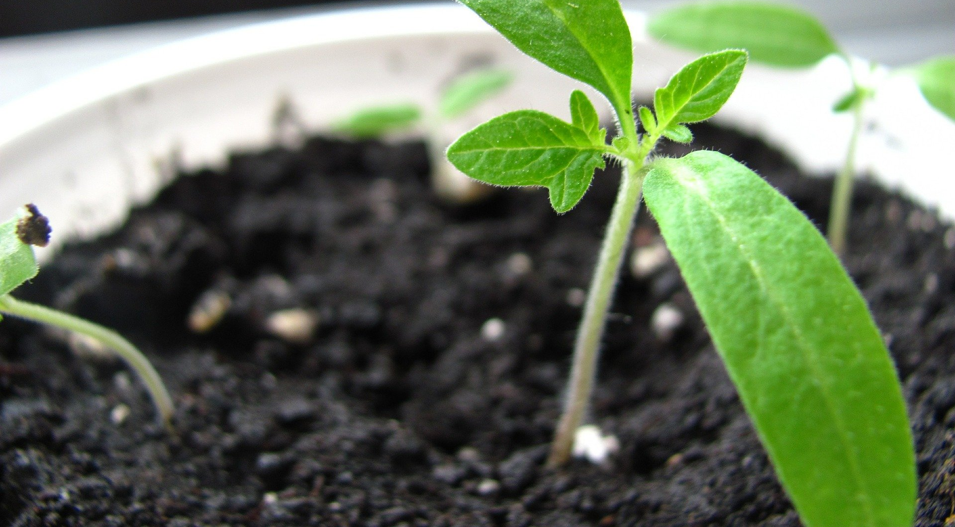 Schopblad in de aarde, close-up, buiten. Handvat zichtbaar, aarde scherp in beeld, groene spruiten.