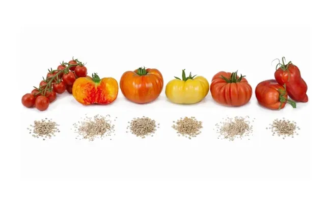 Tomaten in verschillende kleuren en vormen met hoopjes tomatenzaad.