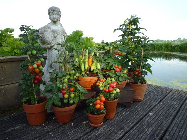 tomatenplanten in potten kweken,