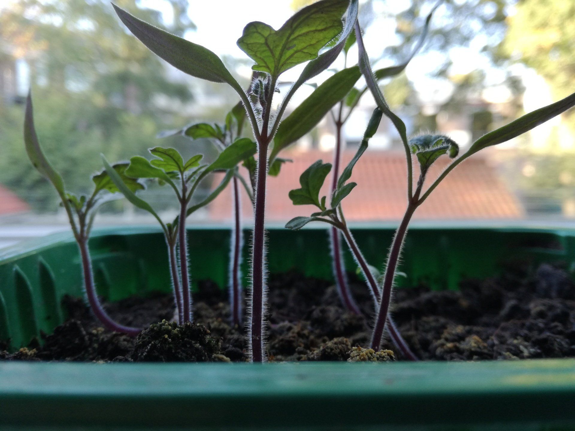 Tomaten kweken, tomatenplanten groeien