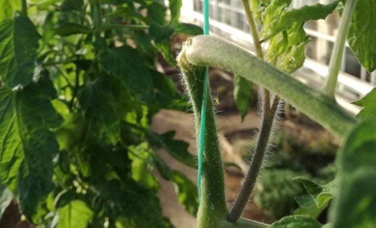 Beenden Sie den Tomatenanbau, Tomatenköpfe,