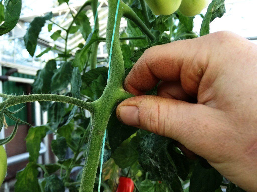 how remove old tomato leaves, remove old tomato leaves, prune old tomato leaves,