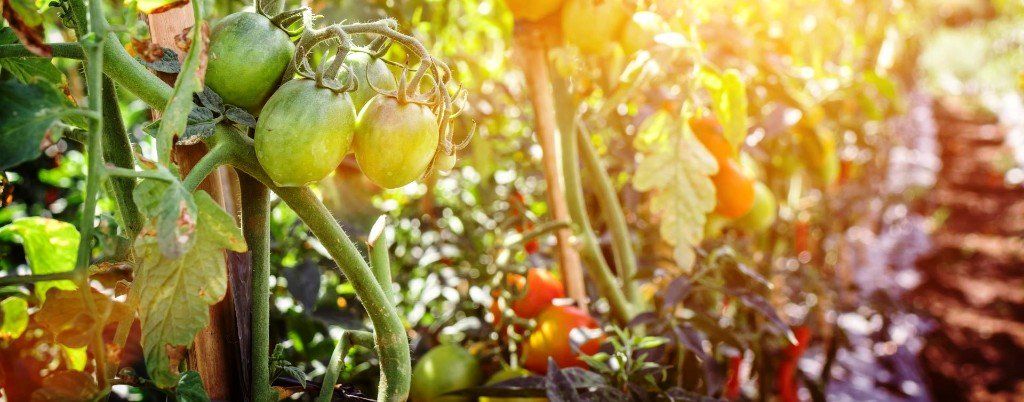 Tomaten poten, tomatenplanten plannten, waar tomatenplanten poten