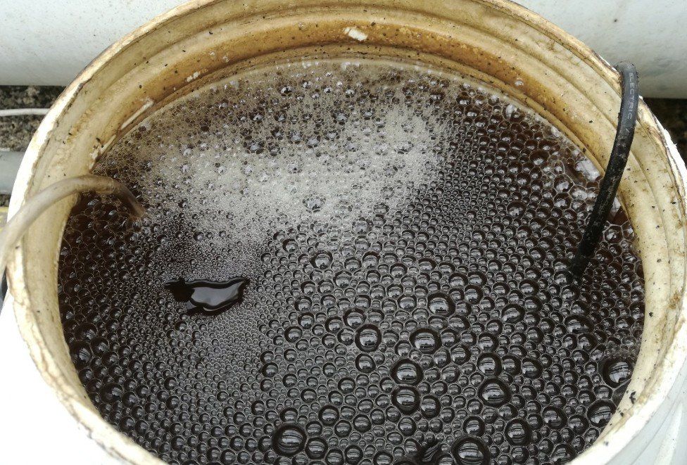 compost tea, plant food, compost, plant food, organic food, fertilize tomatoes,