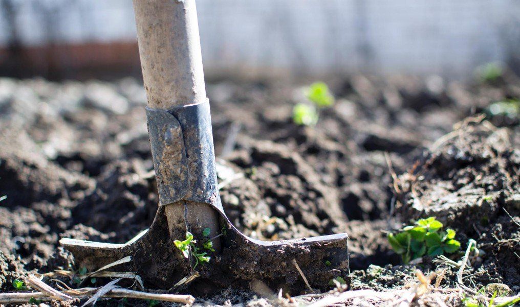 Tomatenboden, Tomatenpflanzen befruchten, Tomatenpflanzenboden