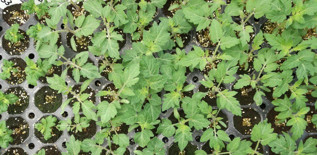 Tomaten zaaien, jonge tomatenplanten, tomatenzaad,