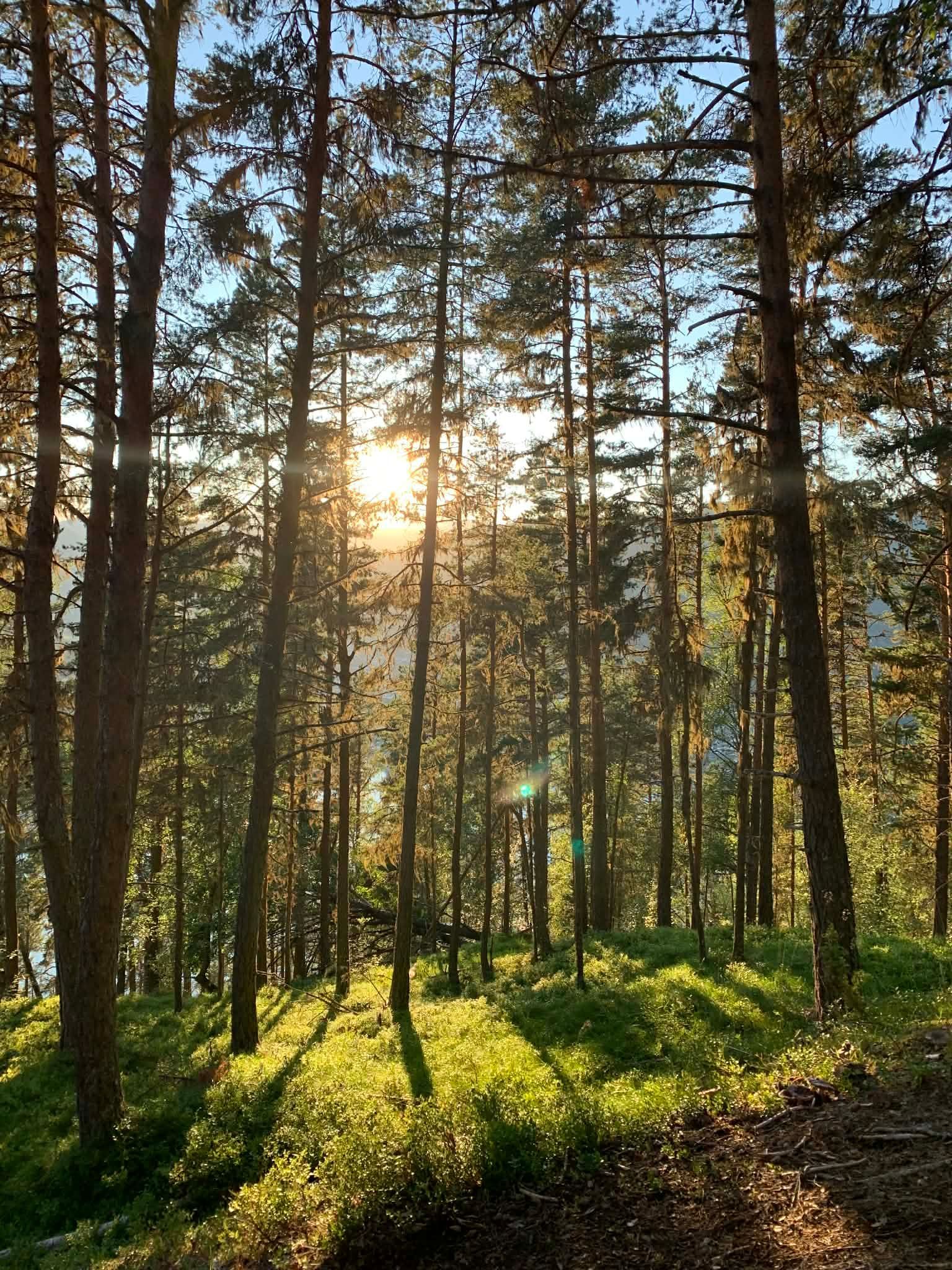 Sollys strømmer gjennom en skog av høye, grønne trær og kaster skygger på en gresskledd bakke.