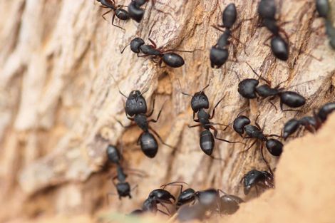 Ants — Gamaliel, KY — Plateau Termite & Pest Control