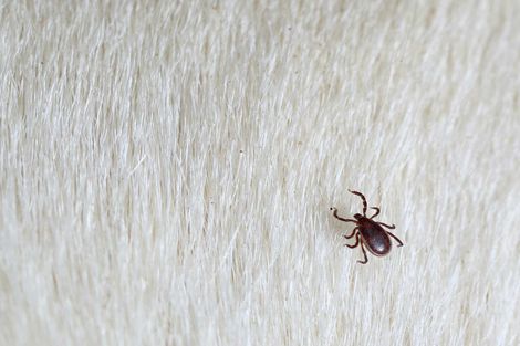 Flea — Gamaliel, KY — Plateau Termite & Pest Control