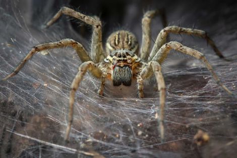 Spider — Gamaliel, KY — Plateau Termite & Pest Control