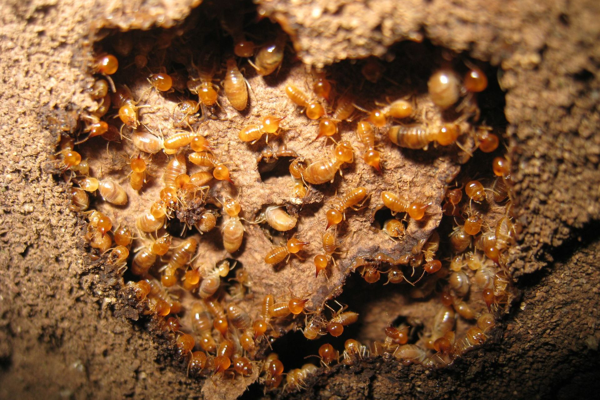Black termites — Gamaliel, KY — Plateau Termite & Pest Control