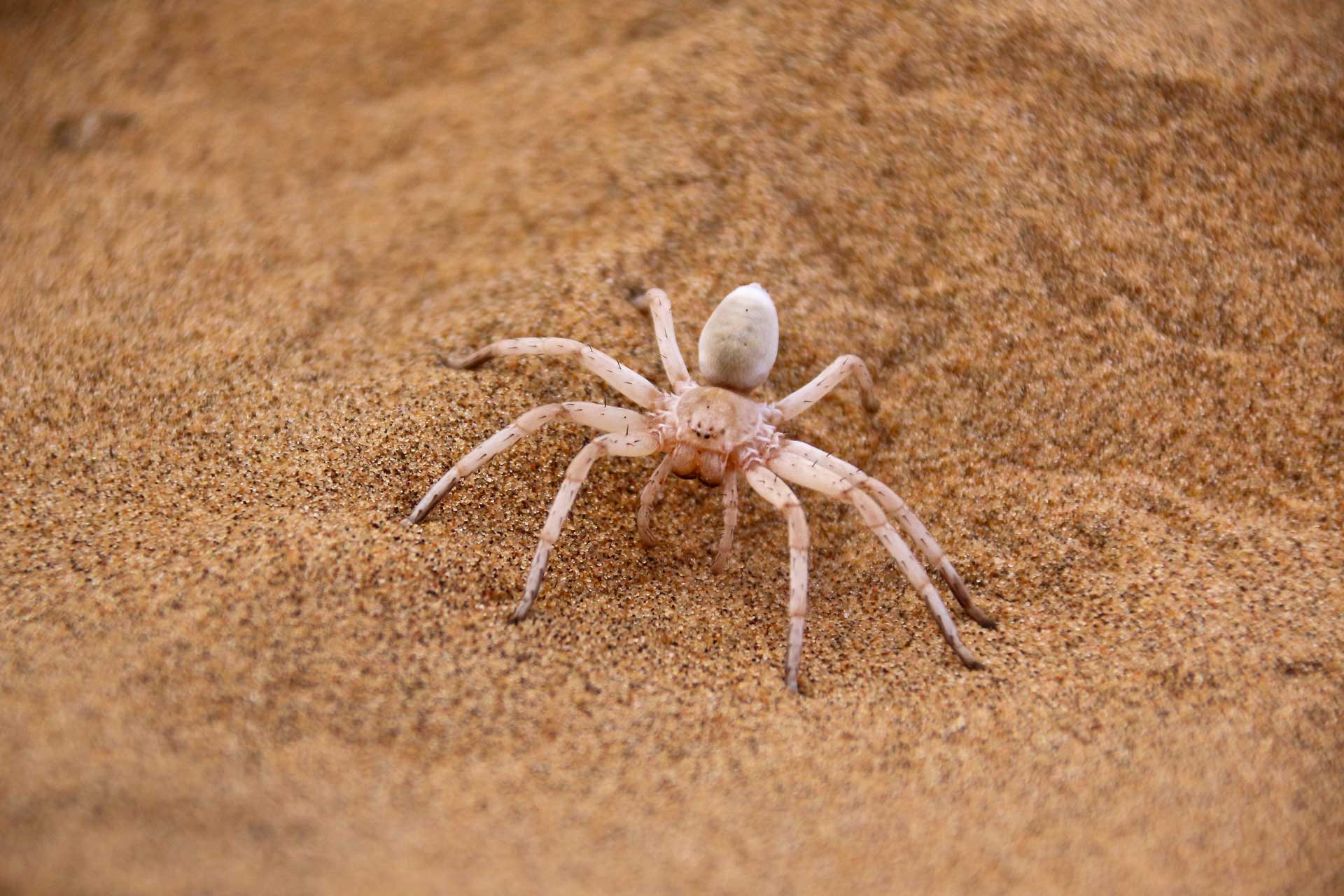 Brown spider — Gamaliel, KY — Plateau Termite & Pest Control