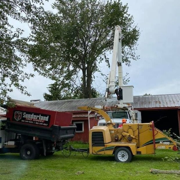 – Shoreham, VT – Sunderland Tree