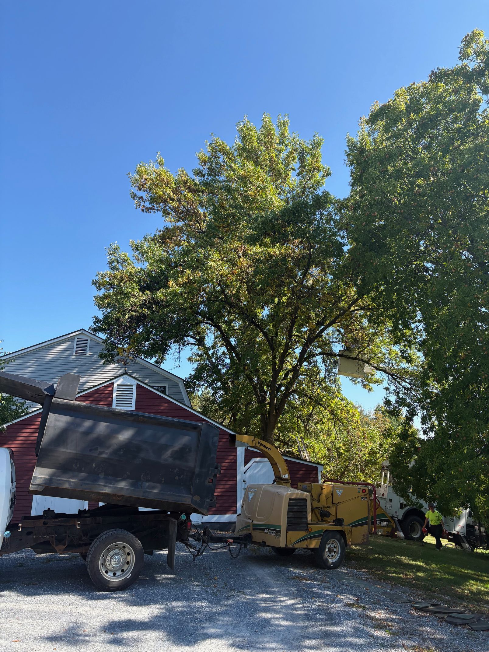 Tree removal: A tree being chipped by a machine next to a red building on a sunny day.