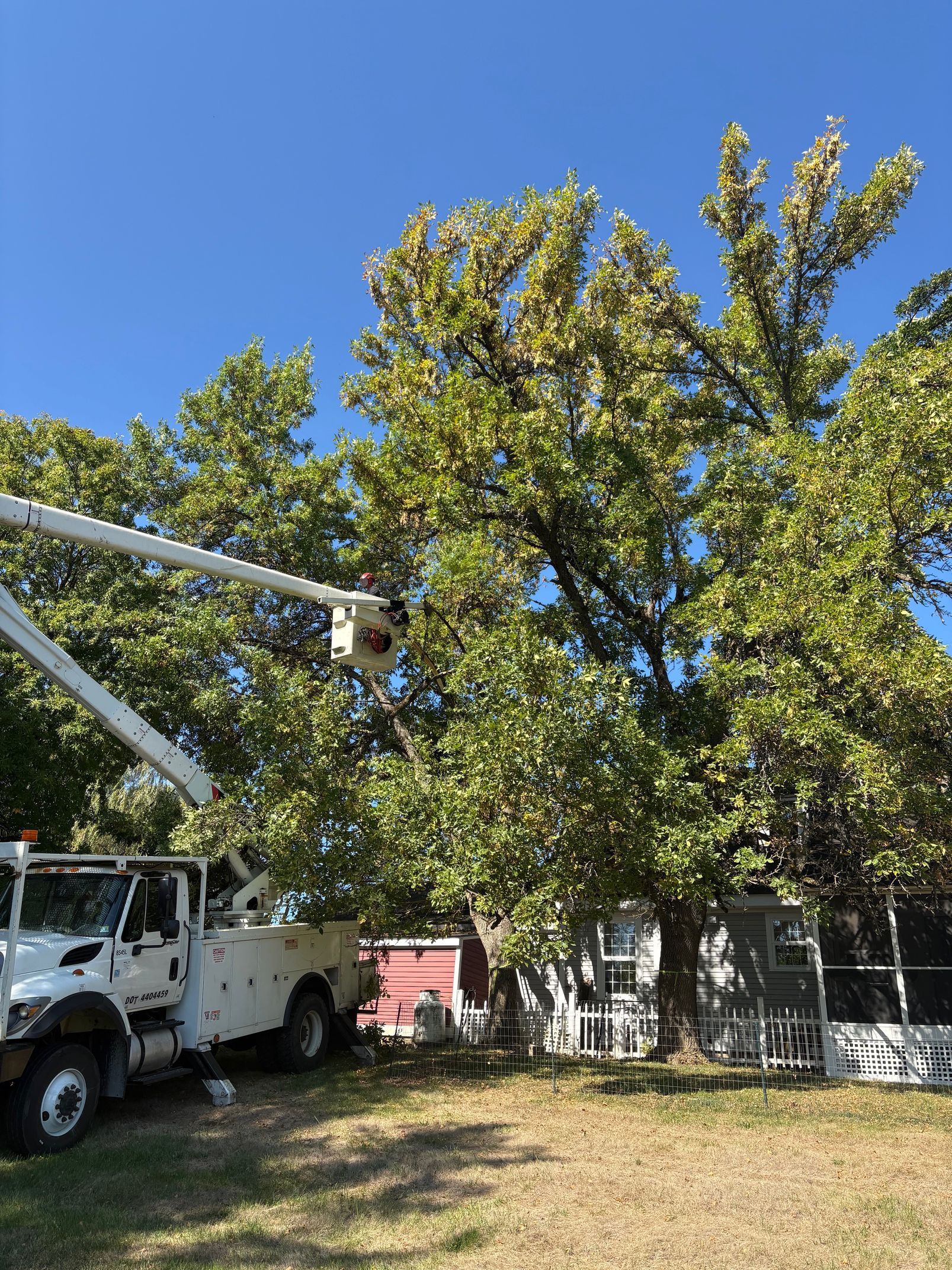 Tree being trimmed by person in a lift truck bucket on a sunny day.