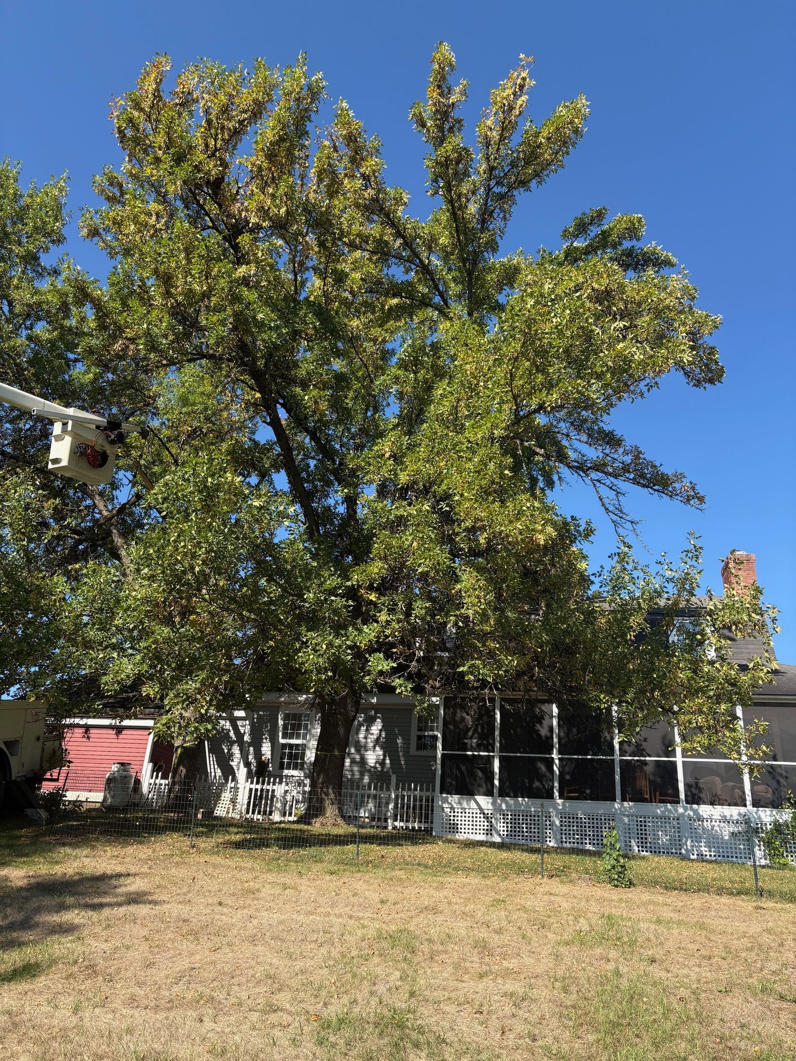 Large tree with green and yellow leaves, near a white building and clear blue sky.