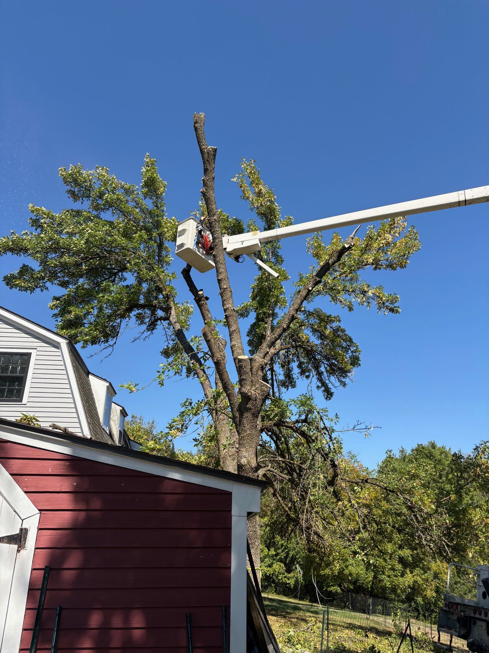 A tree being trimmed by a cherry picker, in front of a house, under a blue sky.